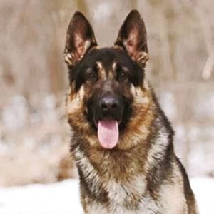 Meet your Posher, Leslie